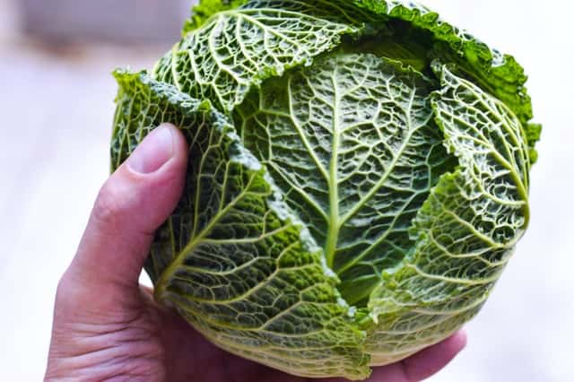 A hand holding a whole savoy cabbage