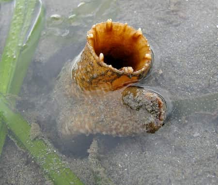 A geoduck opening siphon to squirt water 